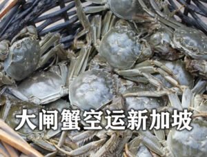 Hairy crabs shipped to Singapore by air